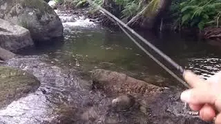 TRUTAS   Pesca à Pluma em Ribeira