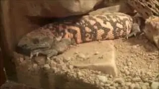 da Sisbits♀♀ ☺Fun☺@☼Phx Zoo☼ #3