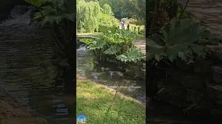 💚💚💚 #shorts #trending #shortsfeed #shortvideo #love #vlog #tamil #nature #uk