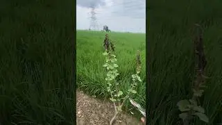 ✂️ Cutting My Black Fig Plant for Healthy Growth | Fig Tree Pruning