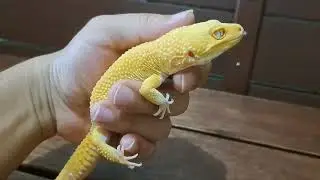 SUNGLOW LEOPARD GECKO/REALLY FAT TAIL AND NICE CARROT TAIL