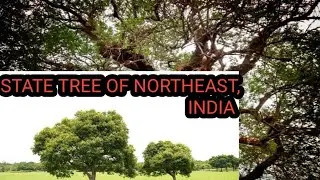 STATE TREES OF NORTHEAST INDIA || NORTHEAST INDIA STATE TREES || STATE TREES