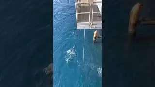 Shark chasing dolphins because they are eating their fish awesome