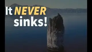 The 