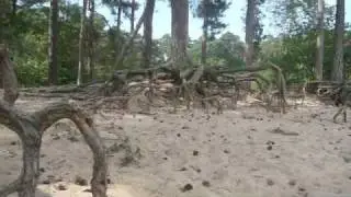 Romanimal