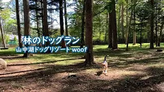 林のドッグラン　山中湖ドッグリゾート woof