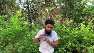 လန့် အမဲနှင့် Black  jade မတူပါ##