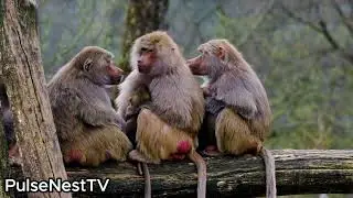 Monkey Family Moment &mdash; Mom Nursing Her Baby (Adorable & Rare)