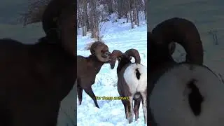 Why Do Rams Headbutt?