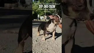 Rehousing Male #puppy #americanbully #pocketamericanbully #subscribe