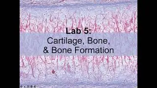 Histology of Bone, Cartilage, and Bone formation #histology #bones #cartilage #boneformation