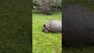 A beautiful slow moving Big Turtle on Galapagos