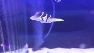 Tiny saddle back Puffer fish