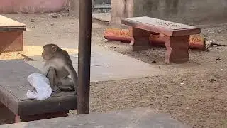 Monkey Fight #monkey #monkeyfight #monkeydance