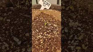 Alaskan Purple Auto  