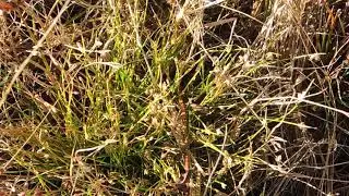Isolepis setacea 201025