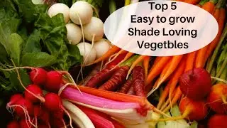 Easy to grow Shade loving vegetables/Vegetables that doesn't require full sunlight/Winter vegetables