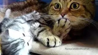 Самые веселые кошки, коты  и смешные котята ! Новая подборка