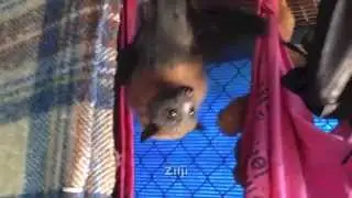 Cute orphan bat Zilji goes to bat school