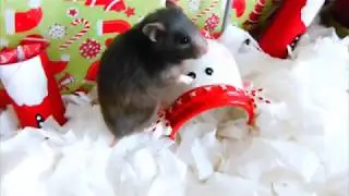 Cute hamster explores Christmas themed cage