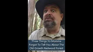 3 Things Your Momma Forgot To Tell You About The Redwoods