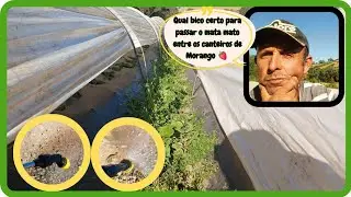 ✅️ Qual o bico certo para passar o mata mato, entre os canteiros de Morango 🍓