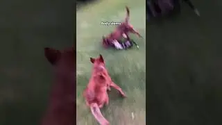 Heelers bring new meaning to the word energy 🤪 #australiancattledog #heeler #redheeler #redacd