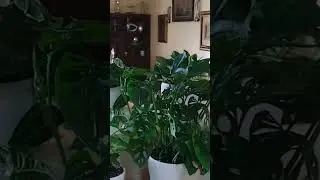 Houseplants kitchen decor tour #indoorplants #houseplantstour #kitchen