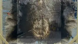 Moose Rug - tanning a hide with hair on