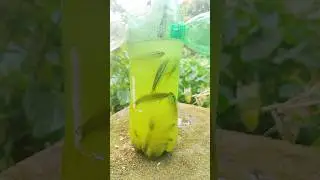 Fishing Trap for small fish🐟😍 #fishing #shorts #viral