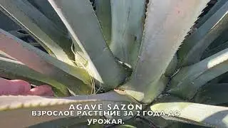 Jake Lustig on Stages of Maturation #3 Agave Saz&oacute;n RUSSIAN