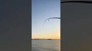 #livestrike of a False Albacore with Light tackle #fishing #fishingvideo #mare #lightgame #fish