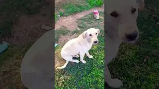 🐶रोज़ इसी रास्ते पर बैठकरउम्मीद लगाए रहता है।#food #streetdog #respect #help #dog shorts #ytshorts 🐈