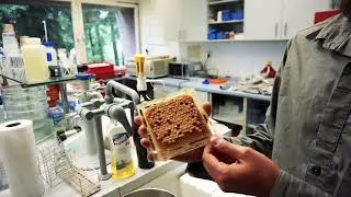 Produktvorstellung Varroa STOP