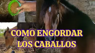 COMO ENGORDAR LOS CABALLOS