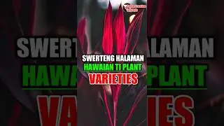 SWERTENG HALAMAN HAWAIAN TI PLANT VARIETIES #luckyplants #indoorplants #tiktokviral