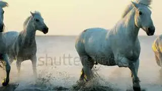 Animals And Wildlife Stock Video Footage   4K and HD Video Clips   Shutterstock 7