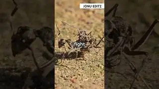 Epic Ant Battle: Tiny Warriors in Action!#AntBattle#EpicAntFight#NatureFights