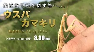 【感動】幻のカマキリついに発見!!!! [前編](ウスバカマキリ採集)