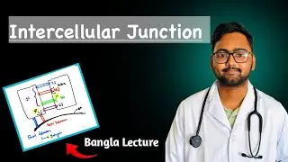 Intercellular Junction | Tight Junction | Gap Junction | Physiology