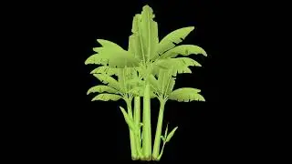 4k Banana tree | copyright cartoon background tree | motion graphics | block screen