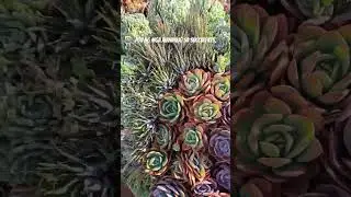 my dream succulent garden 🌱Northern Blossom Flower Farm 🌸  #atokbenguet #succulent #nature #travel