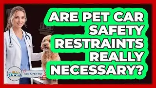 Are Pet Car Safety Restraints Really Necessary?