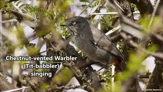 Chestnut-vented Warbler singing