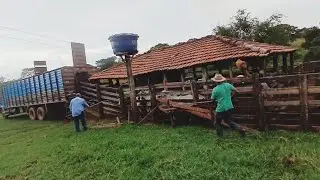 EMBARCAMOS OS BEZERROS DA FAZENDA ,FORAM VENDIDOS 