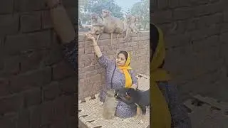Live 01/02/26 शाम वानर सेना प्रसादी #video #shortvideo #viralvideo #monkey #viral #animals #humanity