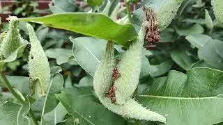 Many Common Milkweed Plant  We Found During Summer