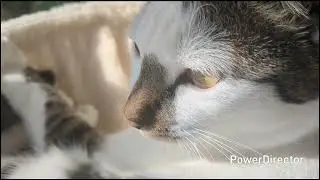ハンモックニャア