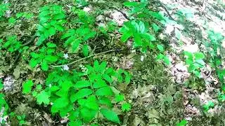 Is whipps ledge Hinkley Metro parks Handicapped Friendly