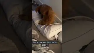 My dog is a pillow thief #peekapoo #dog #dogsoftiktok #dogs #puppy #puppers #pup